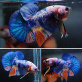 #6 (New Arrival) Marble Blue Nemo Koi Male Plakat Betta Fish - High Quality Live Aquarium Male Betta Fish